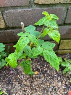 トゥラミーンの新着記事｜アメーバブログ（アメブロ）