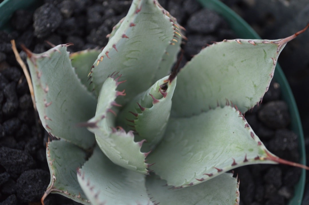 アガベ パリー トランカータ実生選抜個体たち | ~龍の巣窟~