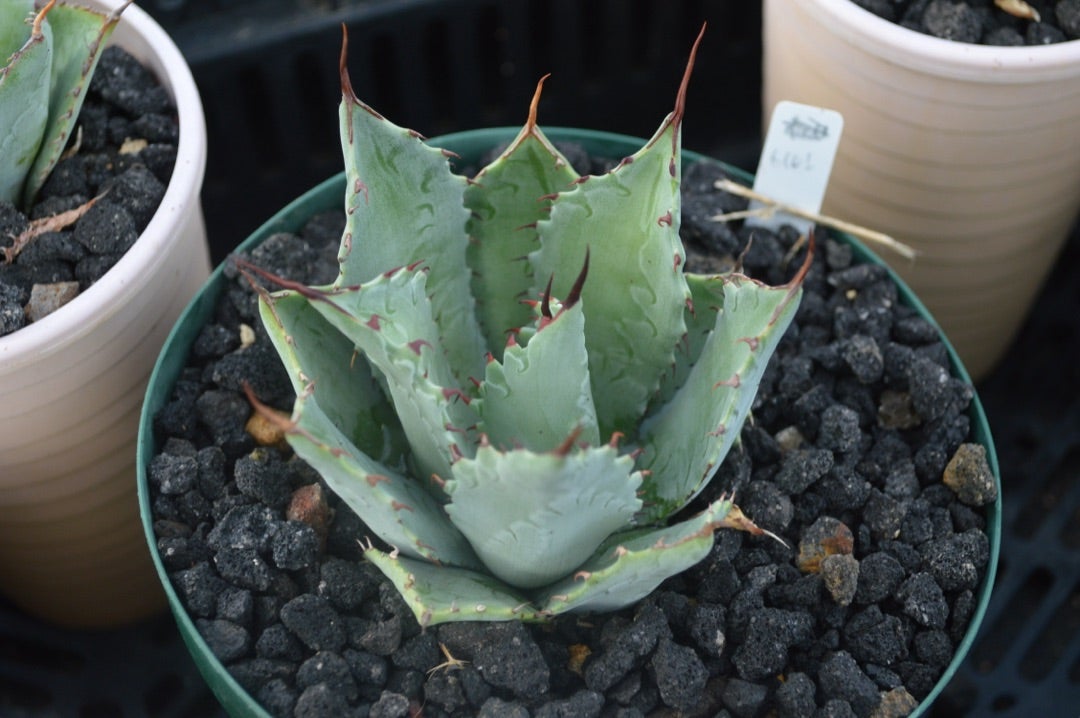 アガベ パリー トランカータ実生選抜個体たち | ~龍の巣窟~