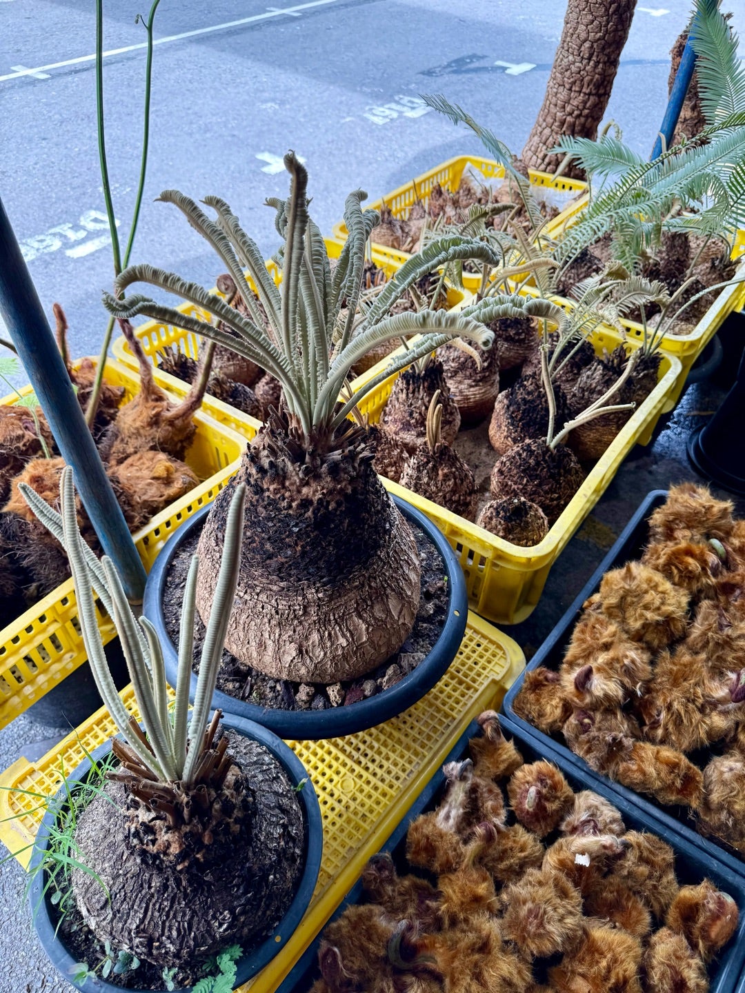 タイ旅行2025夏 その15 サイカスsp.タイシルバー | コタブロ日記 多肉