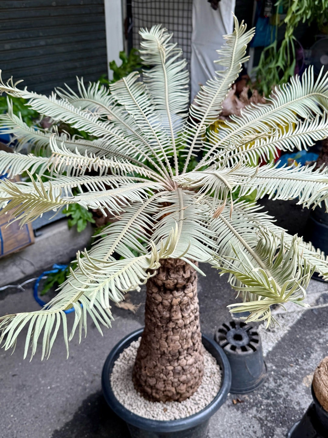 タイ旅行2025夏 その15 サイカスsp.タイシルバー | コタブロ日記 多肉