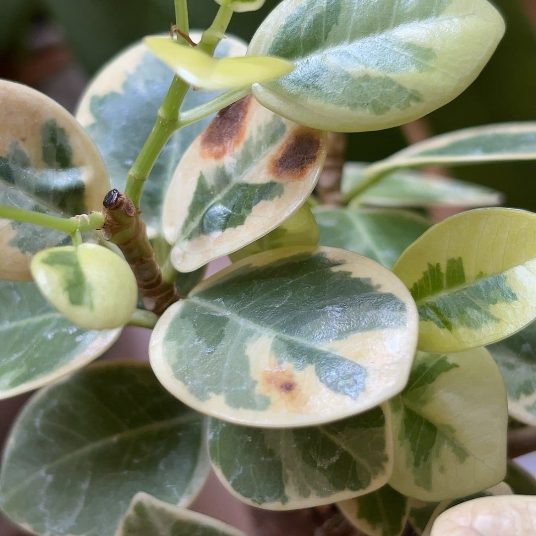 斑入りパンダガジュマルの枯れと新芽 | ❤️植物に心をトラレマシタ❤️
