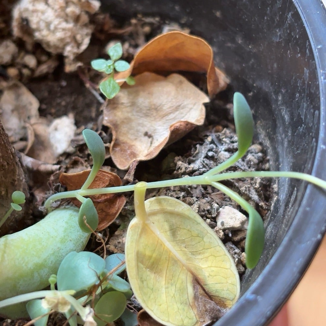 斑入りパンダガジュマルの枯れと新芽 | ❤️植物に心をトラレマシタ❤️