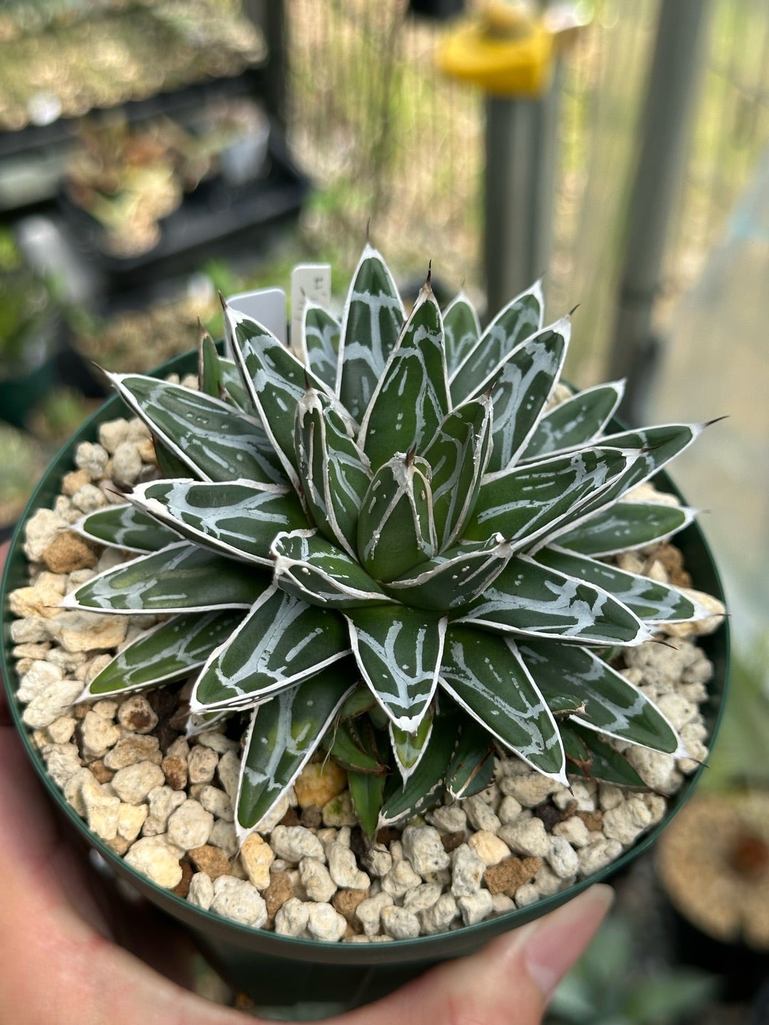 笹の雪ワールド | つべるふブログ 多肉生活 2021〜