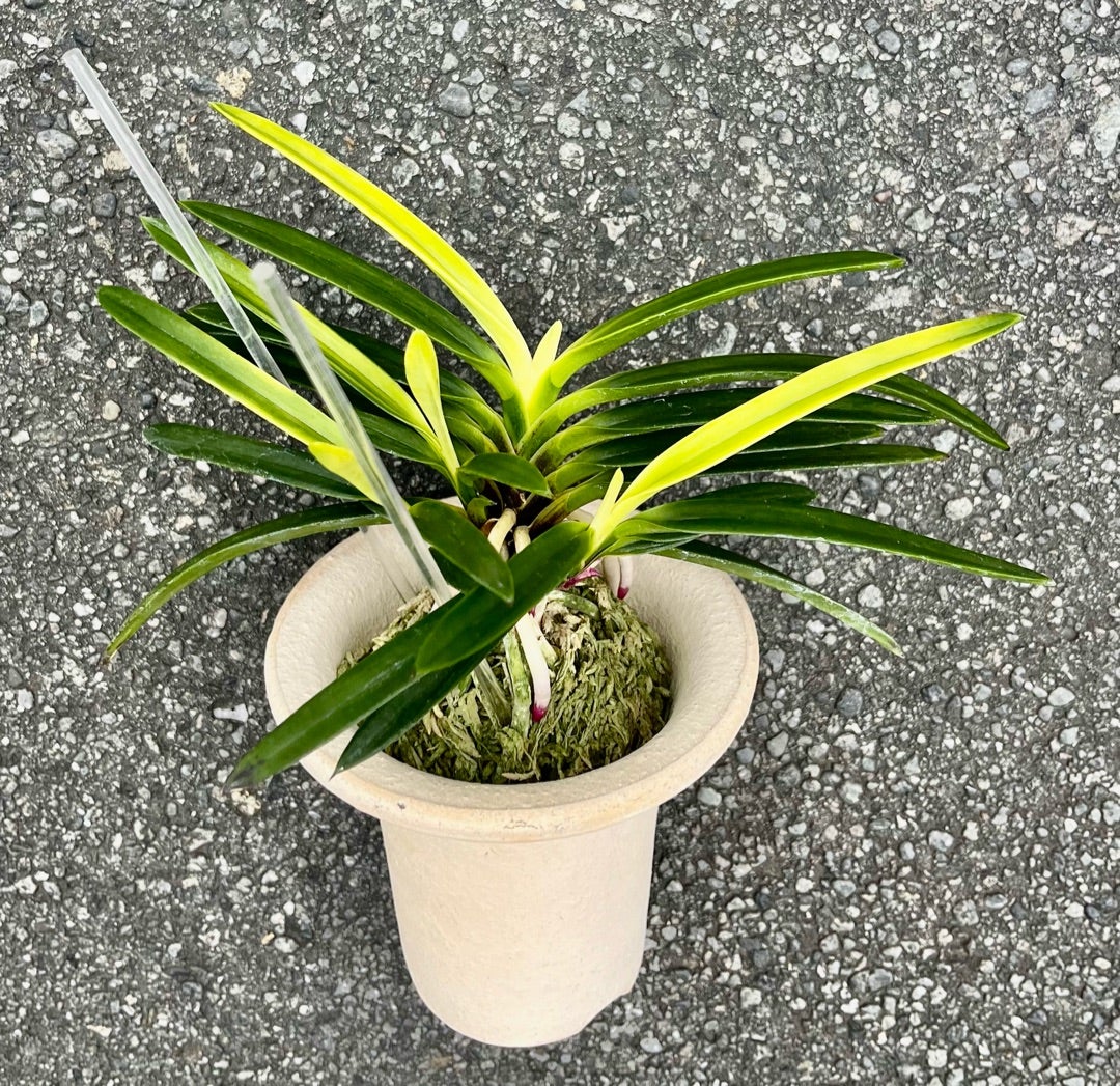 富貴蘭【亀谷金牡丹】 | 富貴蘭を楽しんでブログ