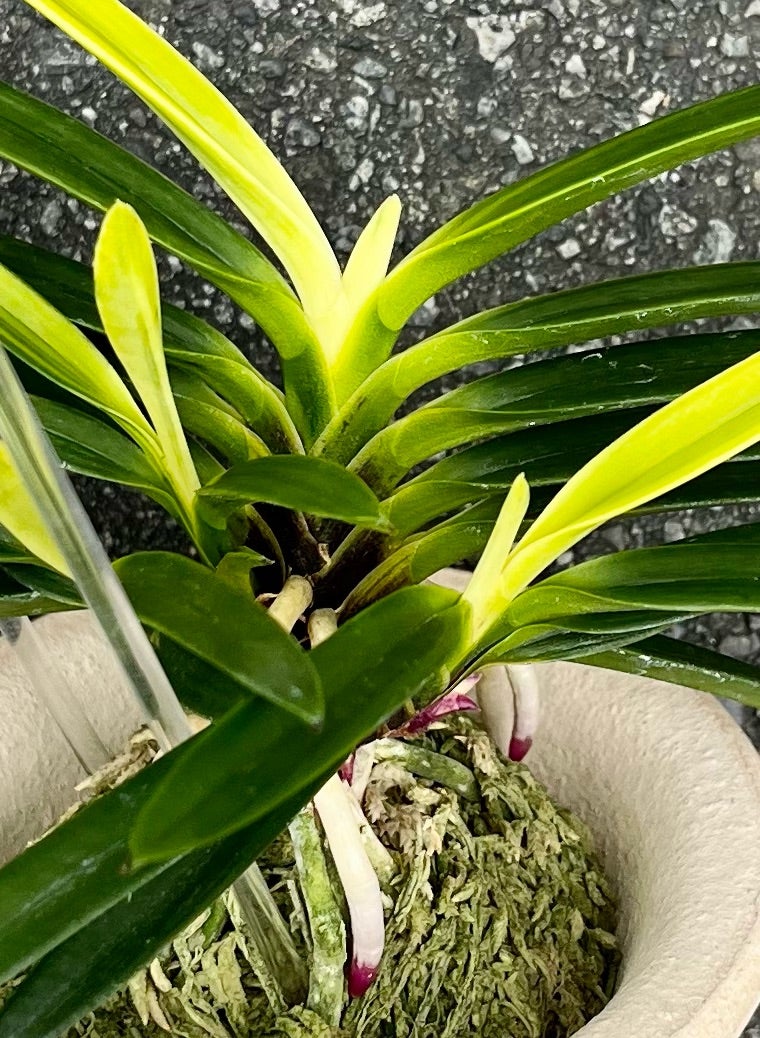 富貴蘭【亀谷金牡丹】 | 富貴蘭を楽しんでブログ