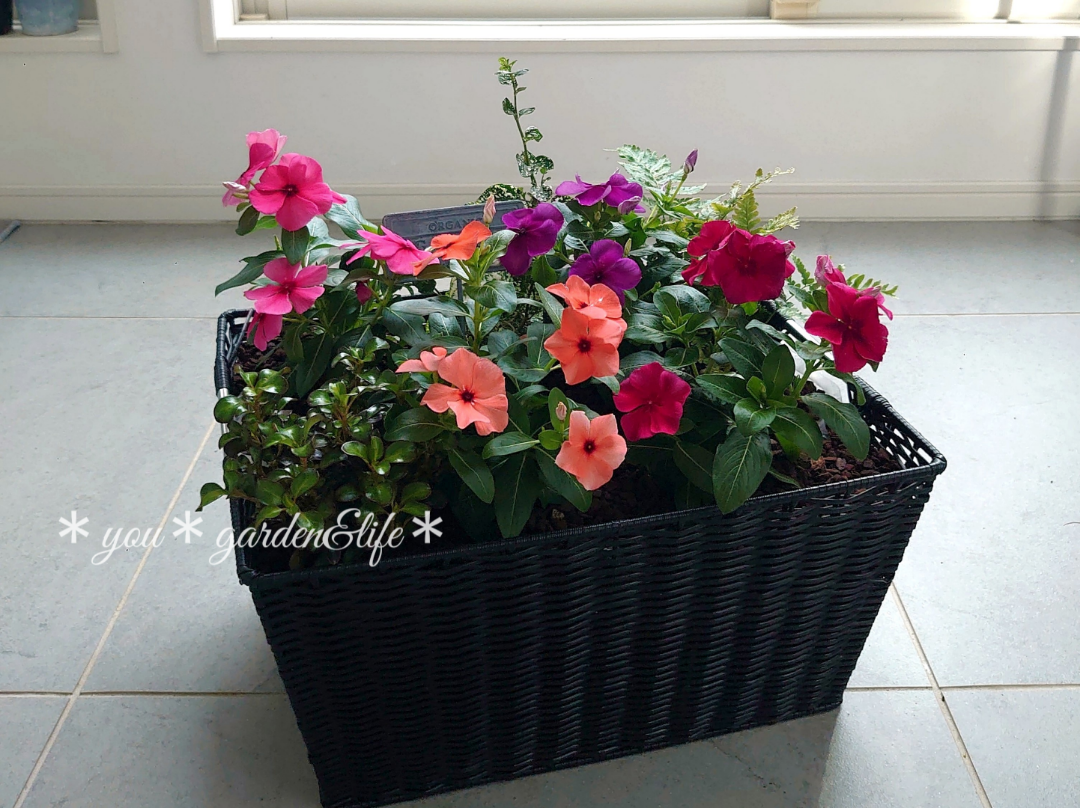 u*a様 人気♡パルプンテ♡極キレイパープル 2苗♡寄せ植え♡カゴ付き