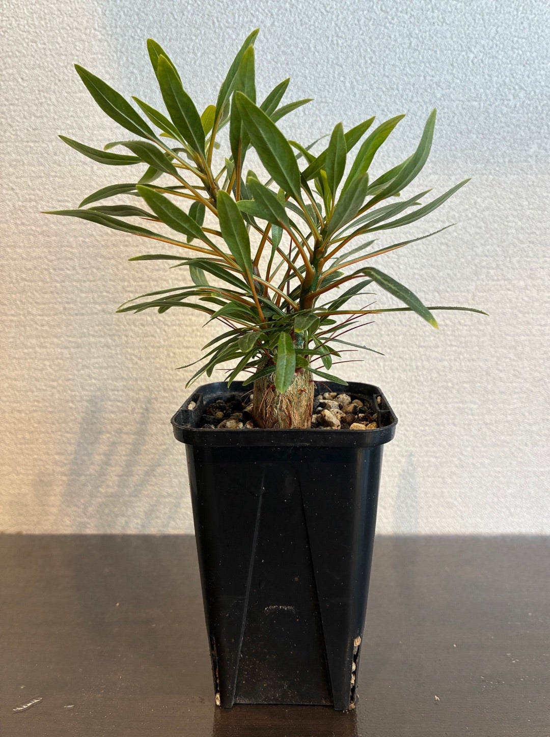 フォークイエリア・プルプシー | Pachytycedium