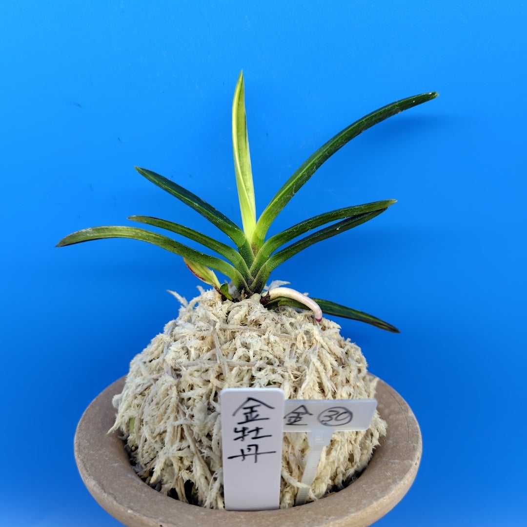 金牡丹㉚ 白縞系の成長 | 富貴蘭の楽しみ方