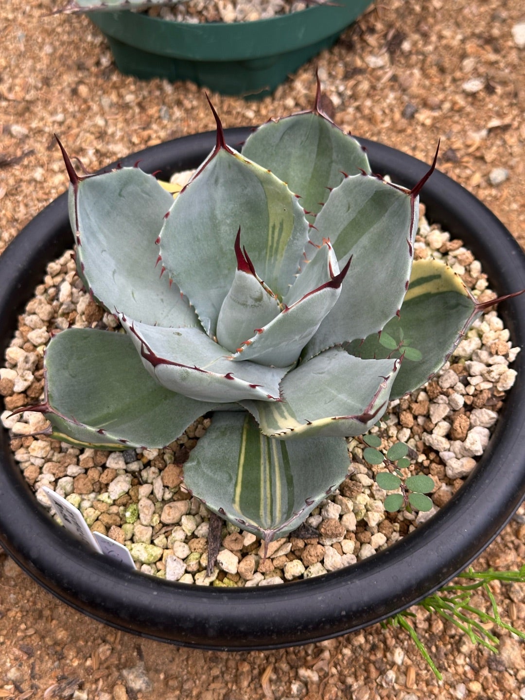 パリー トランカータ 色々 | つべるふブログ 多肉生活 2021〜