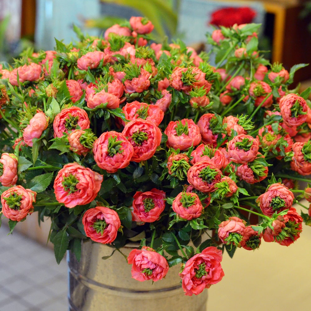 食べられそうなスプレーバラ「クリスタルレッド」 | 大森の花屋 大花園