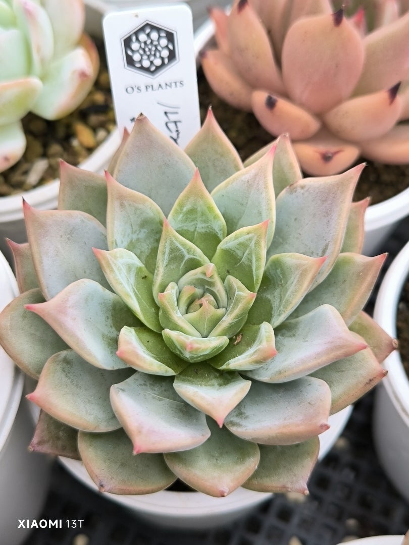 リンゼアナスペシャルセット 本日こちらのみ 【公式通販】