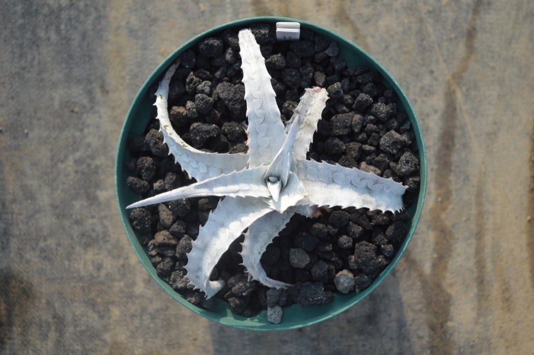 写真2-4枚目！ エンコリリウム ペディセラツム 多肉植物 Encholirium