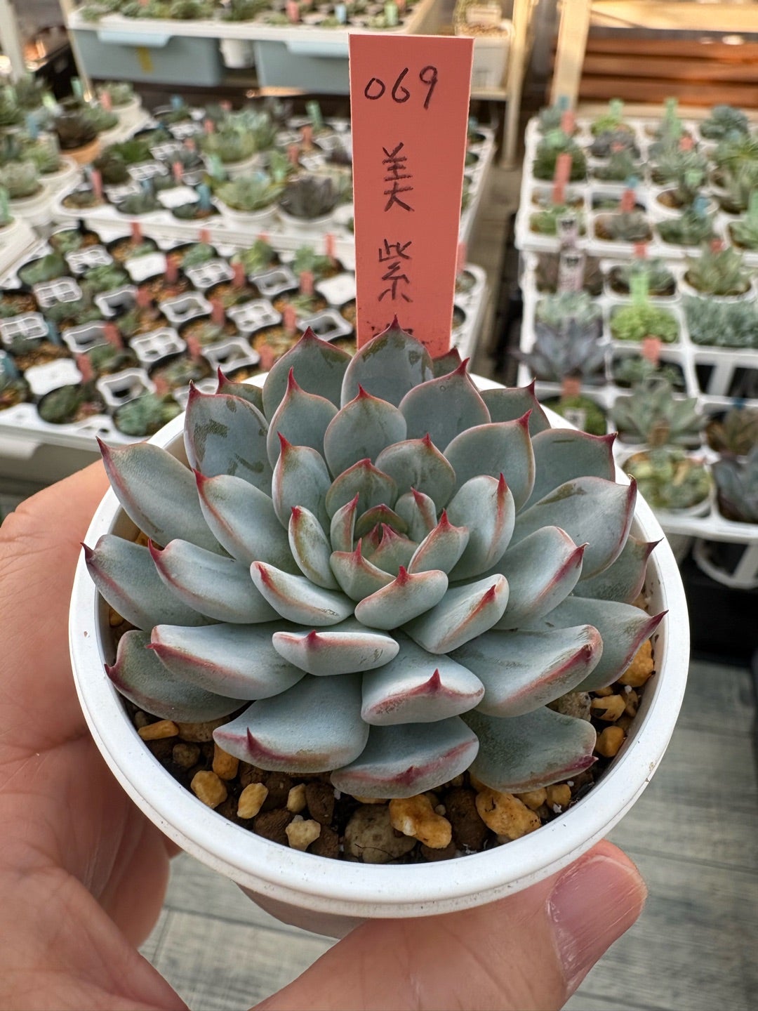 多肉植物 エケベリア おらいさん苗 ミックスベリア 美紫妃 ② 美紫妃