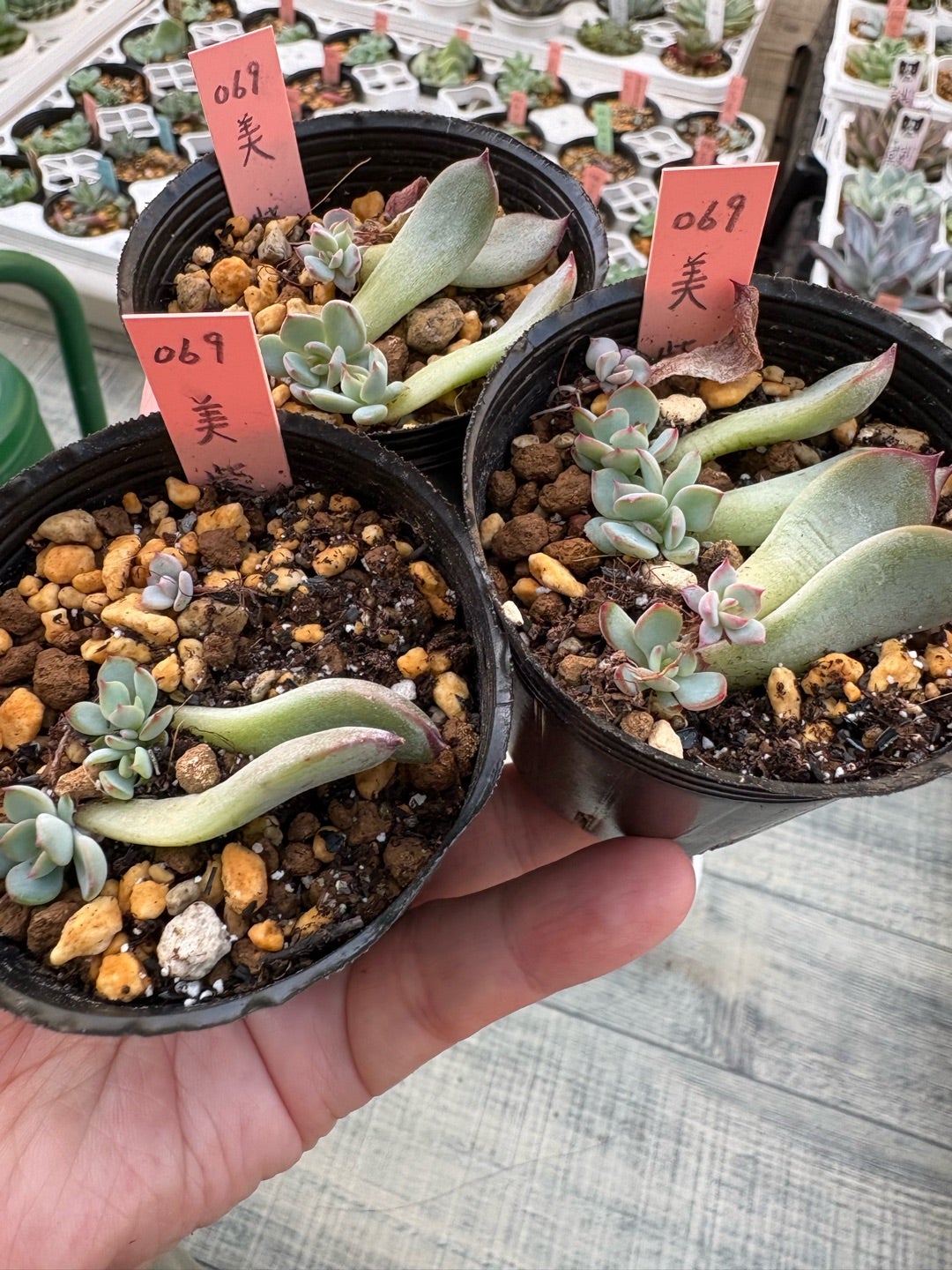 美紫妃 （うつくしき）日記 | がえの多肉ごとのブログ