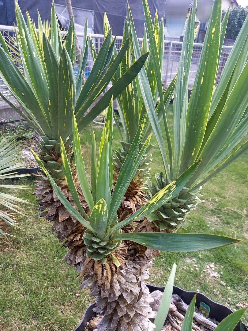 ユッカグロリオサ 散り斑 ～剪定～ | ドライガーデン&金魚