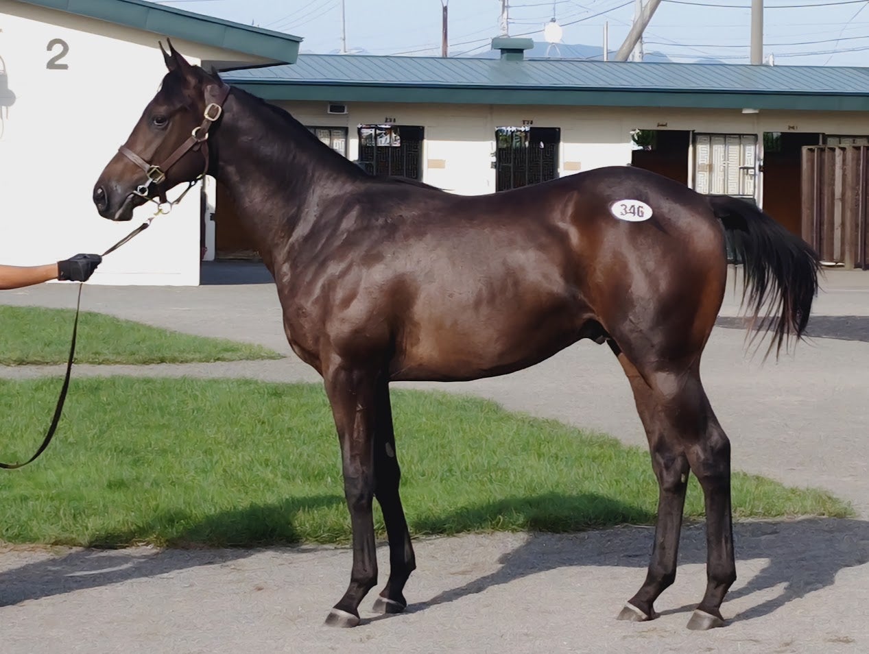 セプテンバーセールで北海道静内農業高校の生産馬を落札しました
