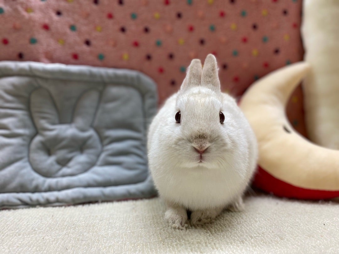うさぎっぽいうさぎ | うさぎ専門店LOPLOPLANDのブログ