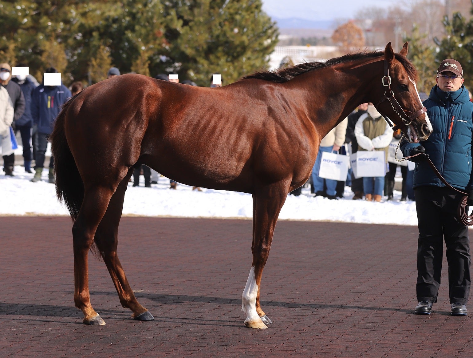 優駿スタリオン2025年種付け頭数発表！ニューイヤーズデイ178頭