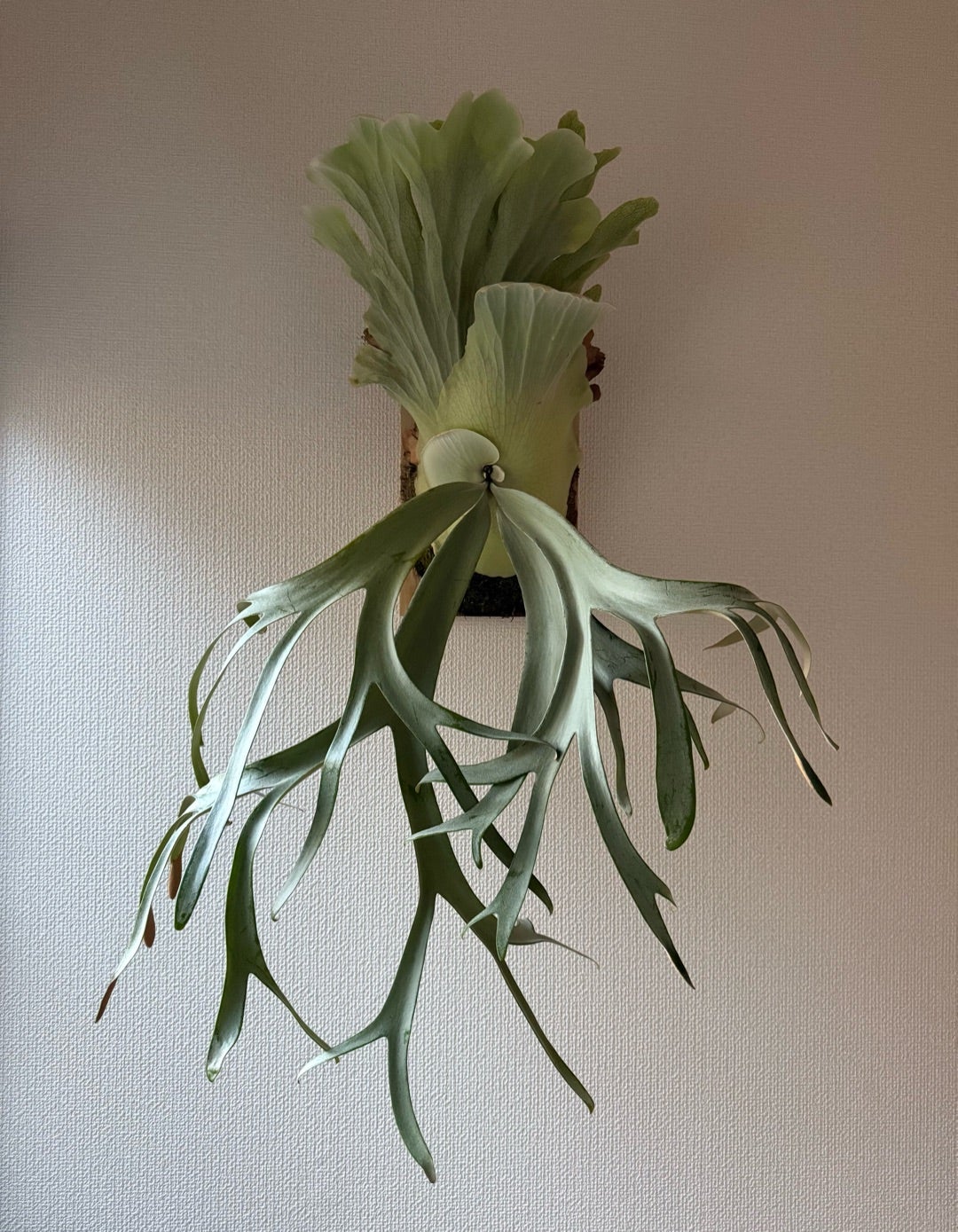 その後のビカクシダ コットンクラウド① | calmplantsのビカクシダブログ