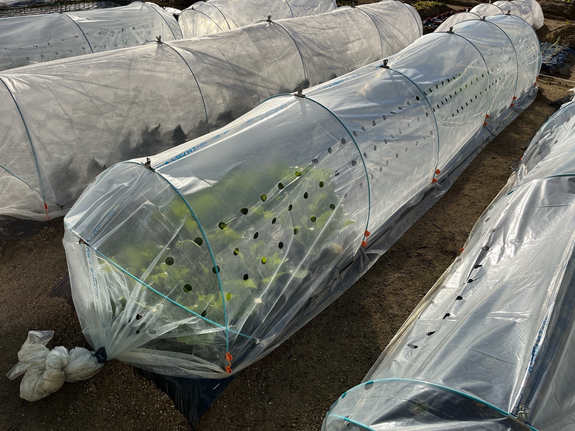 第二菜園ミニハクサイが逃げ切れそう～！ | どんべいの週末菜園日記