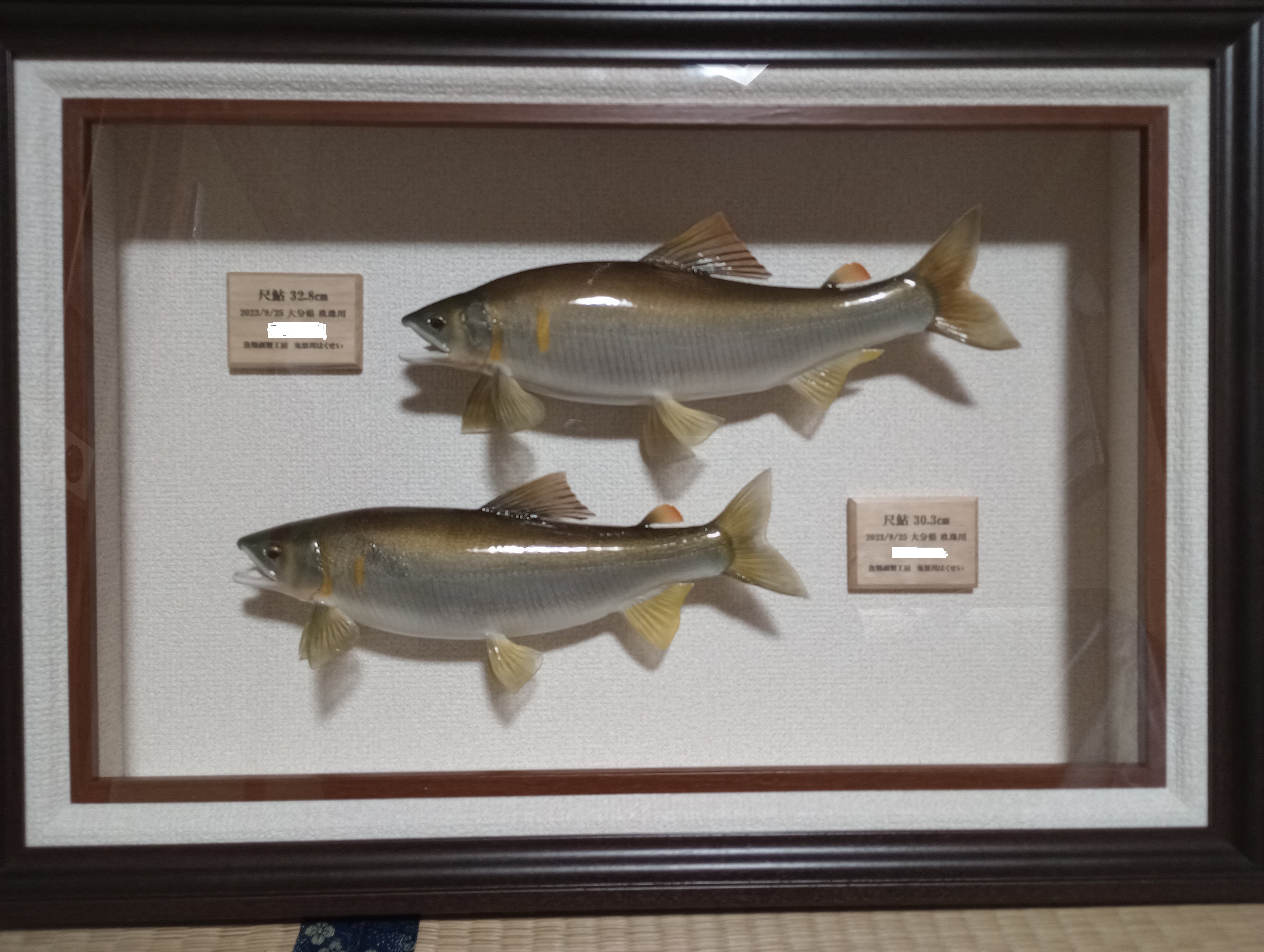 鮎 剥製 鮎 水中糸 ZX複合メタル | サンライン