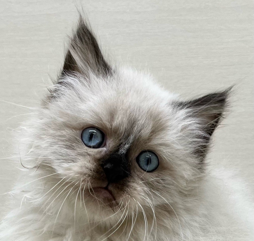 わんちゃん、ねこちゃん入舎情報!!① | かねだい八千代店のブログnew!