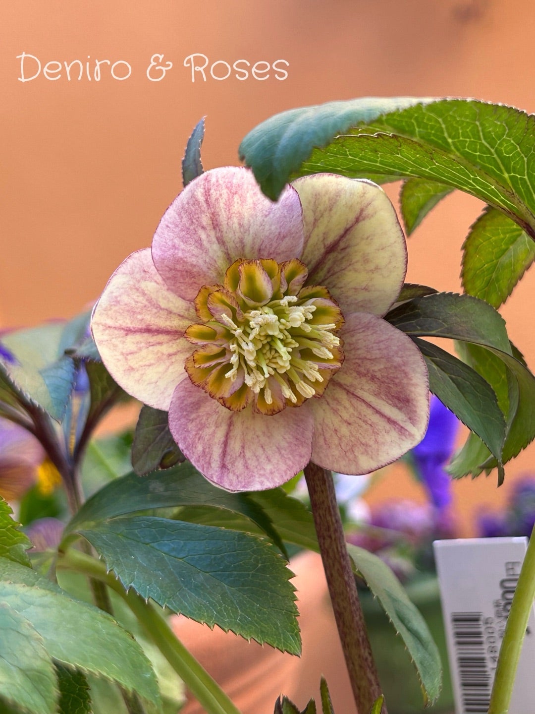 大木ナーサリーさんフェア ポーセリン クリスマスローズ | 銀ちゃんが