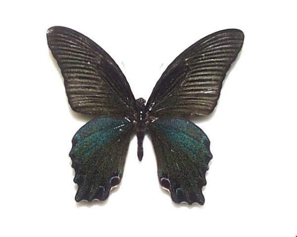 蝶 標本 蝶標本 タイワンフトオアゲハ｜蝶 標本 蝶標本 タイワンフトオ