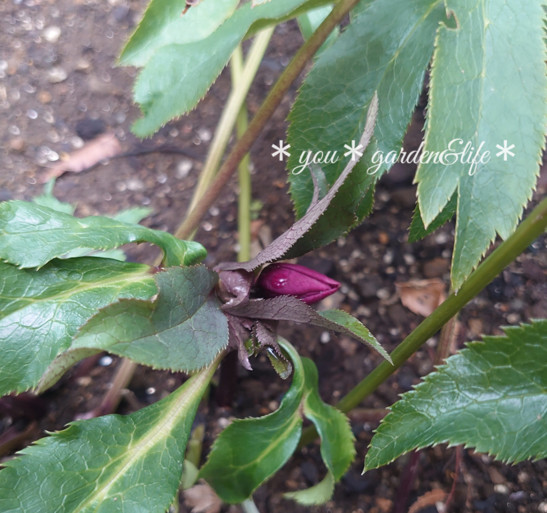 クリスマスローズのお迎え♡＊新たな蕾発見♪＆ゴールド系クリローさん