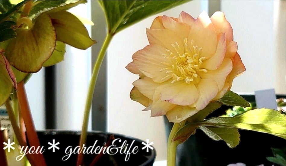 クリスマスローズのお迎え♡＊新たな蕾発見♪＆ゴールド系クリローさん