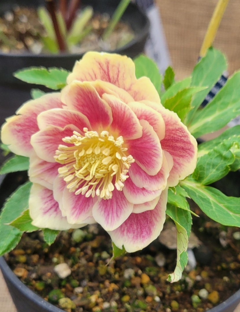 クリスマスローズフェア♪広瀬園芸さんのクリスマスローズが素敵でした