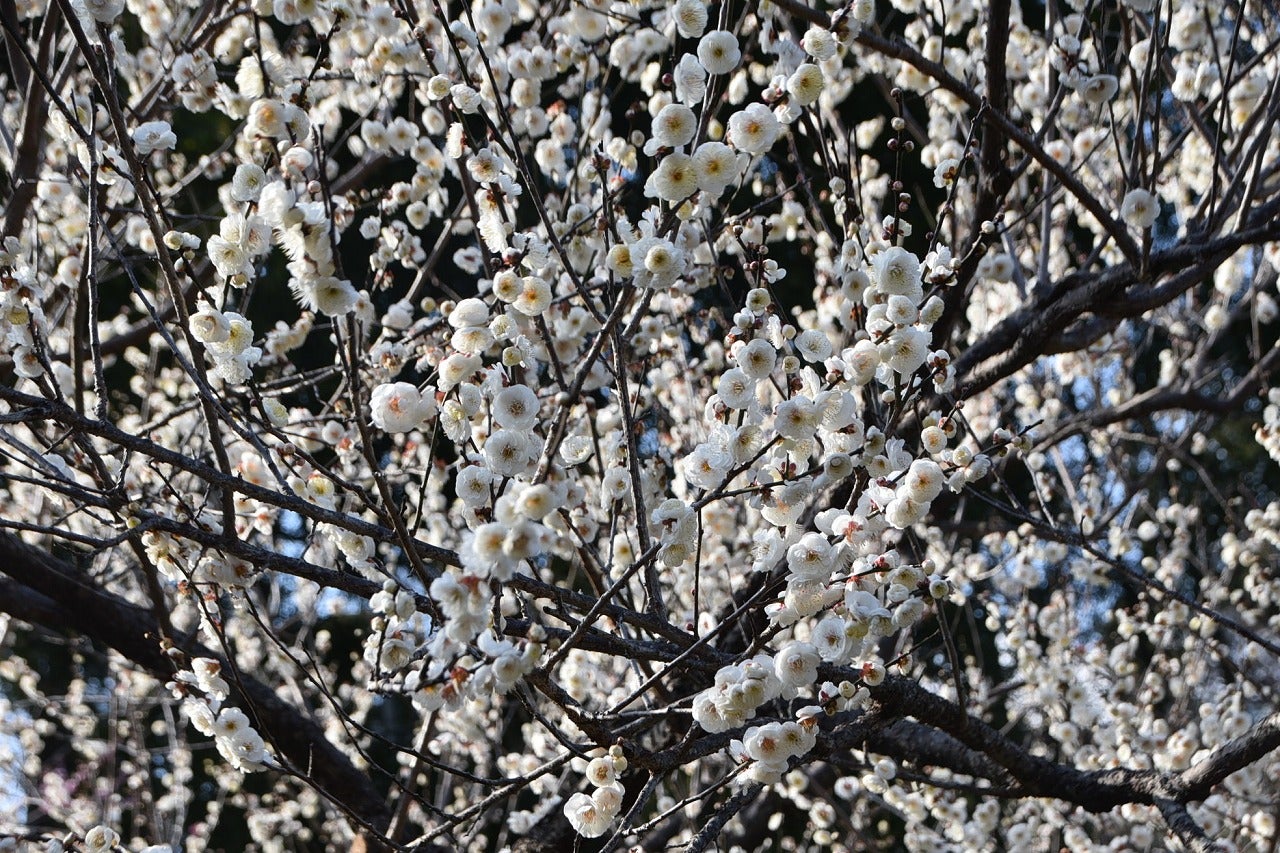 樹の花と実 39（八重野梅） | 山想花（sansouka）ブログ