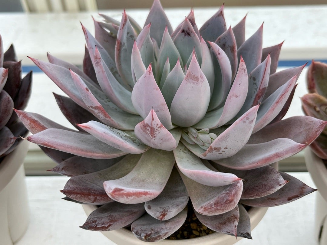 ミックスベリア 6種類 札付き②(1月6日撮影) ミックスベリア 6種類 札