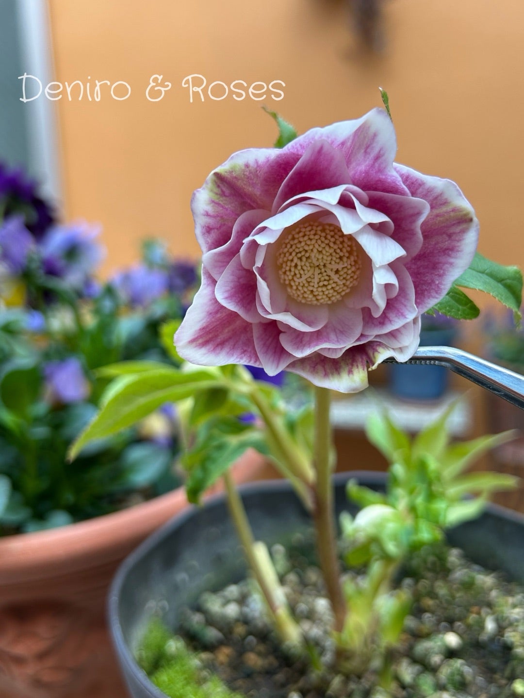 蕾買いの結果は？ソレイユdd ♪ ソレイユsd | 銀ちゃんが運ぶ薔薇のかほり