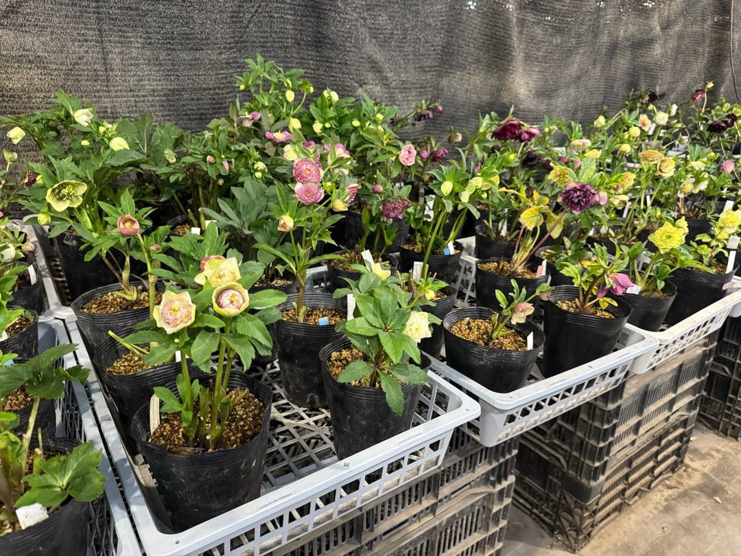 加藤農園さんへ♪＊世界展候補のクリロー達＊アンティークモーリーGET