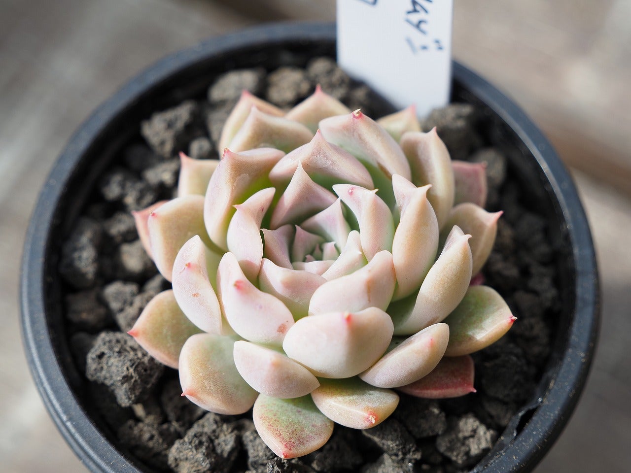 SIMIJIMIさんデビュー1周年と解凍と発芽 | ブログ版Olive&SucculentGarden