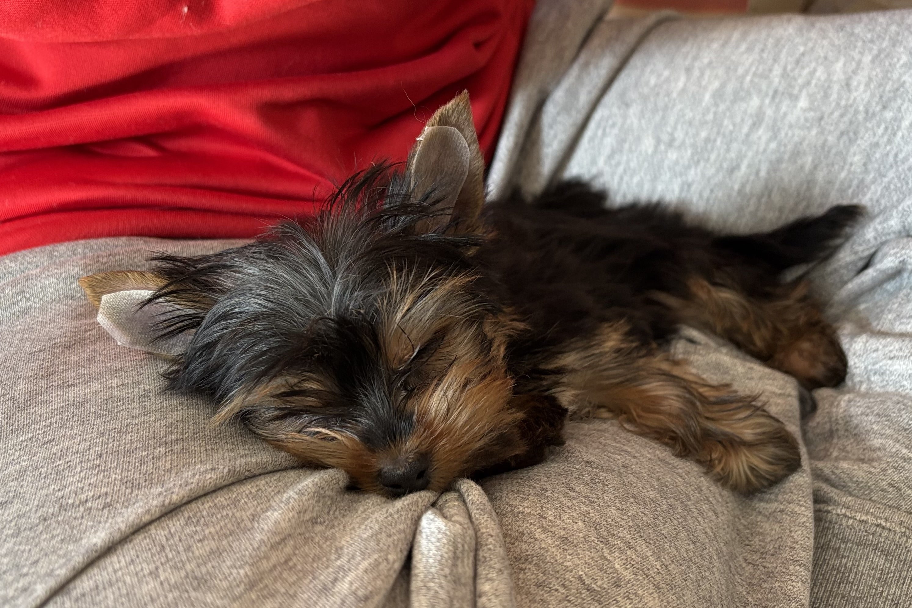 早坂風香さんのプロフィールページ