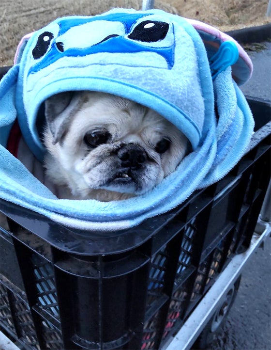 久々パグ王 | 77002362のブログ