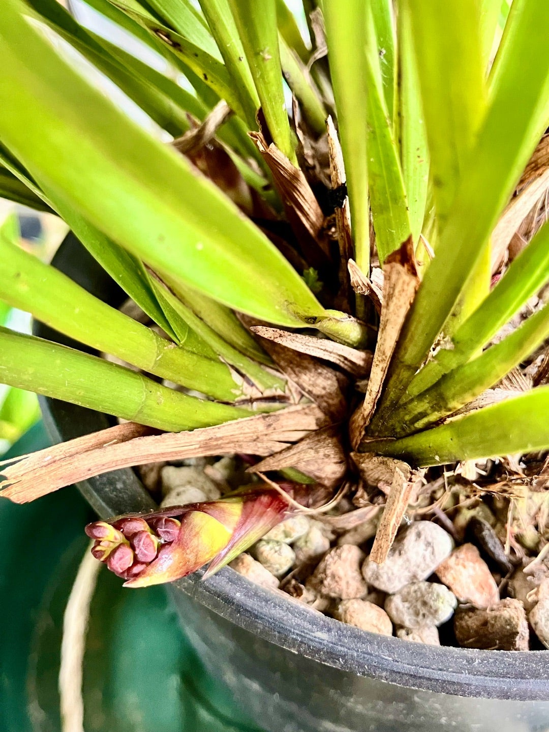 キンリョウヘンの花芽の成長記録2025 | にほんみつばちと愉飼な仲間 by