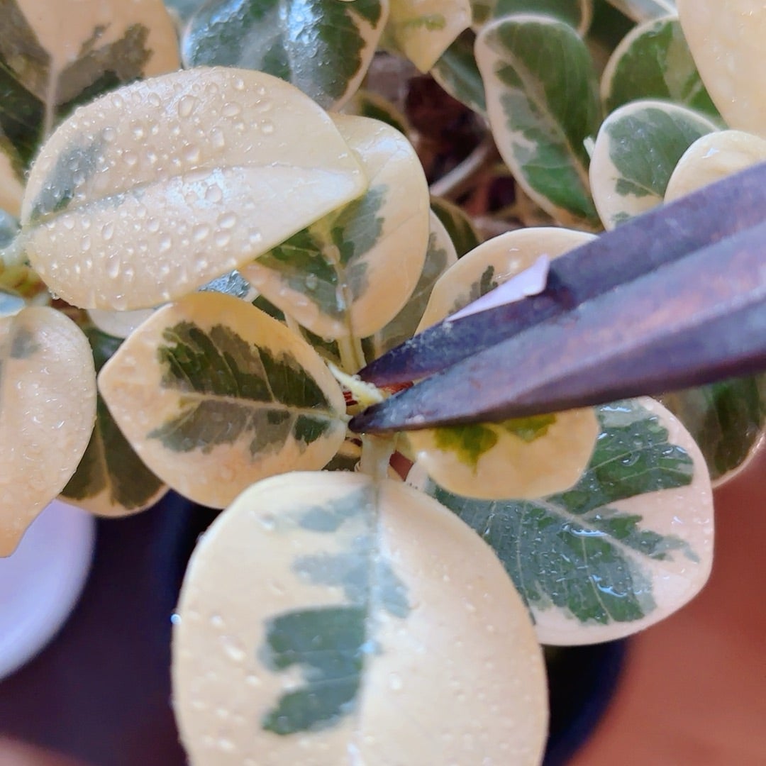 斑入りパンダガジュマル | ❤️植物に心をトラレマシタ❤️