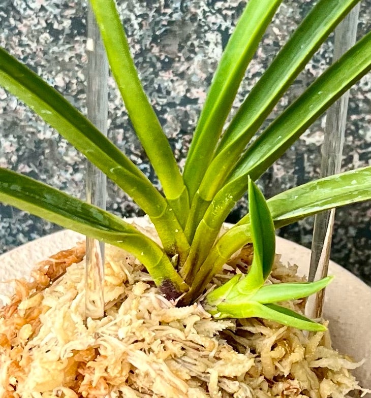 富貴蘭【長寿楽】 | 富貴蘭を楽しんでブログ