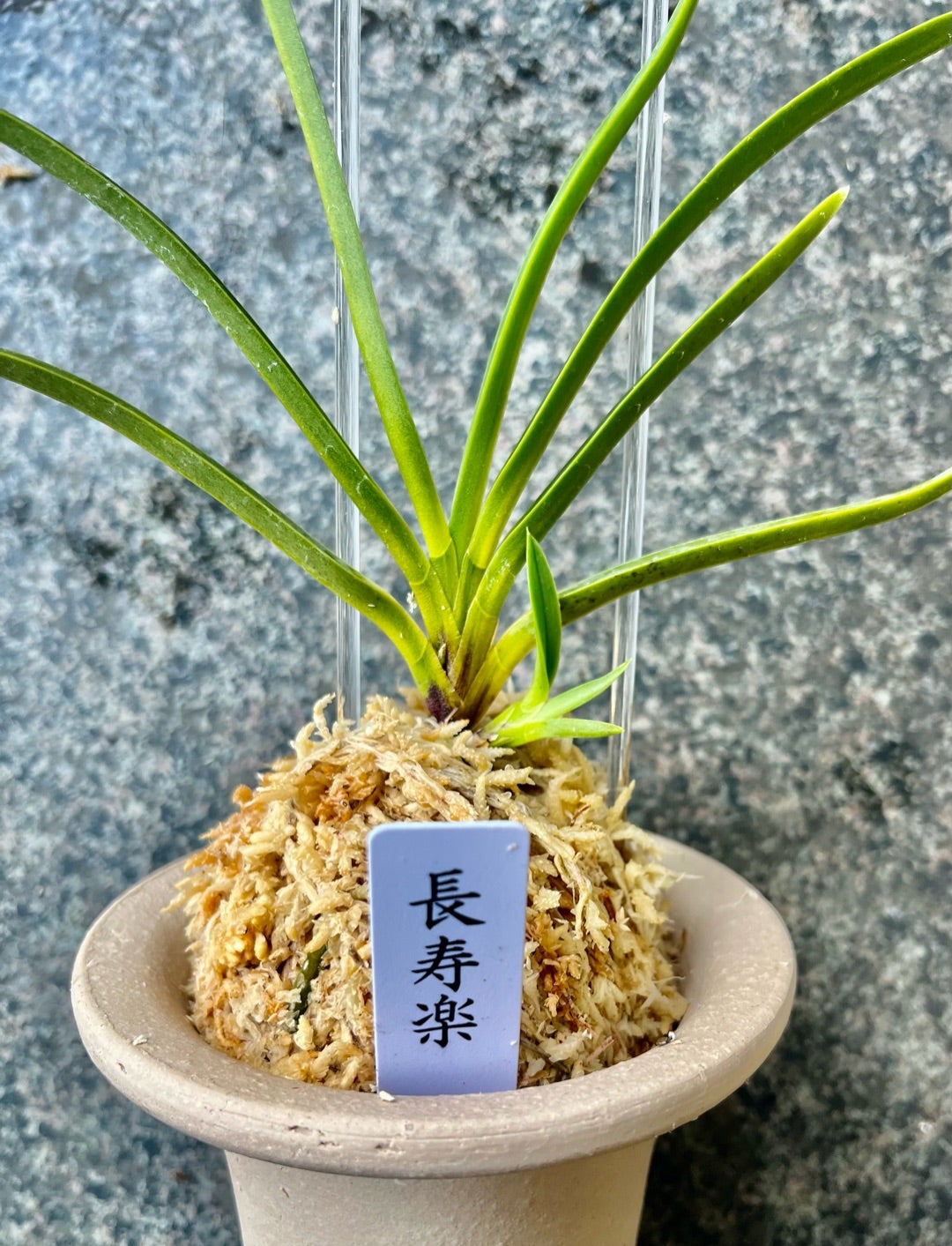 富貴蘭【長寿楽】 | 富貴蘭を楽しんでブログ