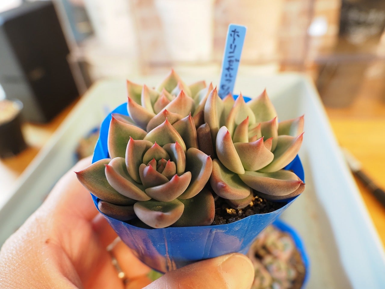 ホリコロ・ホーリンゼを鉢上げしました | ブログ版Olive&SucculentGarden