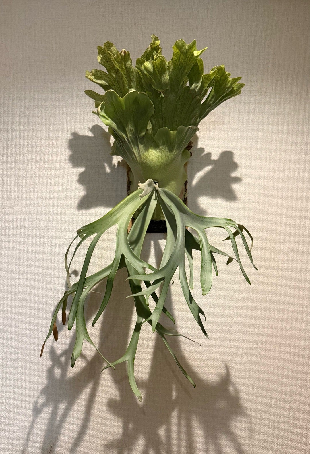 その後のビカクシダ コットンクラウド① | calmplantsのビカクシダブログ