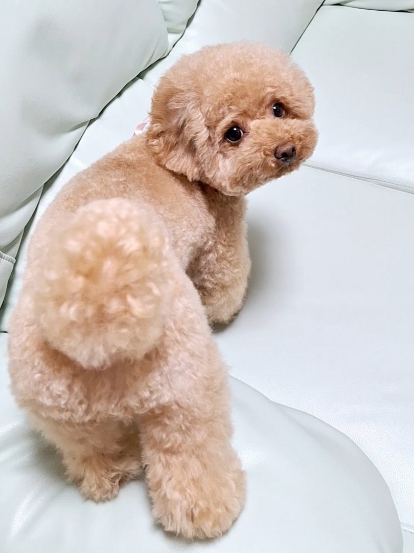 振り向き美尻ポーズでキメてくるトイプードル。 | こっぺは毎日