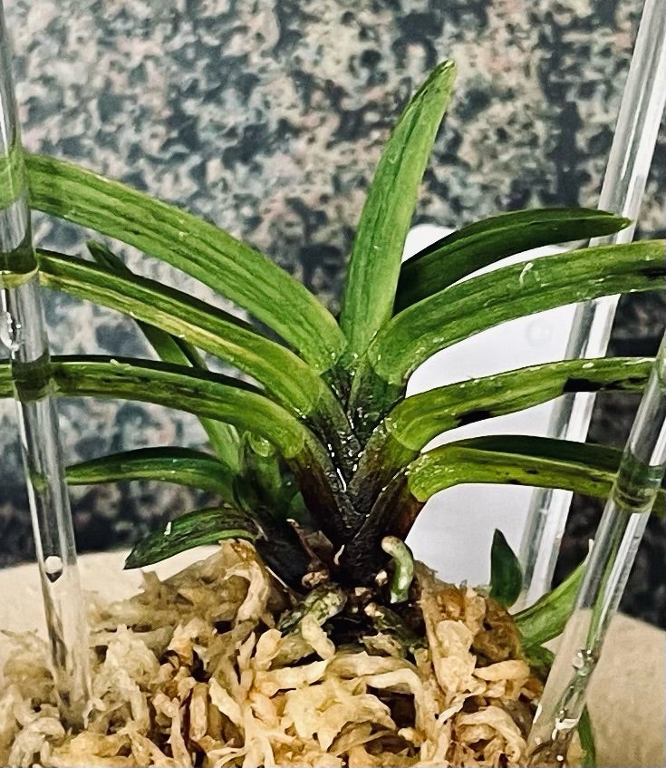 富貴蘭【漆黒牡丹】？【黒牡丹縞】 | 富貴蘭を楽しんでブログ