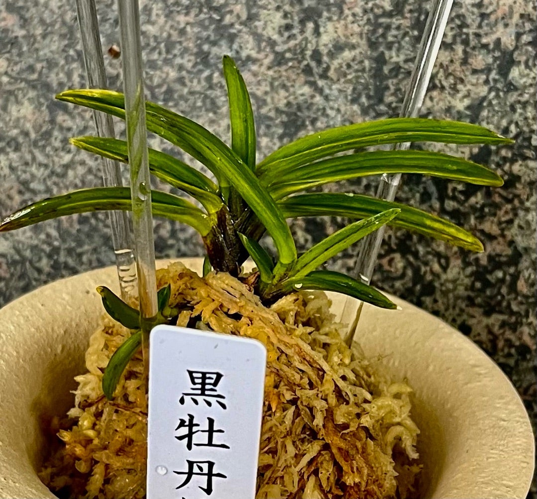 富貴蘭【漆黒牡丹】？【黒牡丹縞】 | 富貴蘭を楽しんでブログ