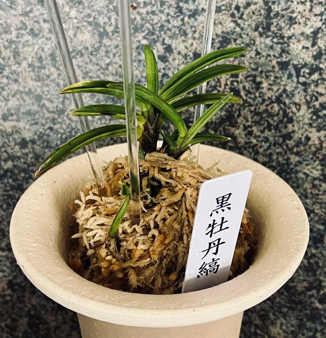 富貴蘭【漆黒牡丹】？【黒牡丹縞】 | 富貴蘭を楽しんでブログ