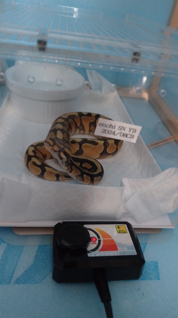 ボールパイソン | 4nm8の趣味メモ
